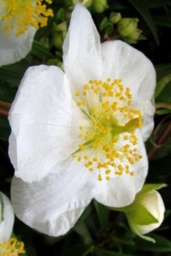 Elizabeth Bush Anemone (Carpentaria Californica) - 5 Gallon Pot 17 Elizabeth Bush Anemone (Carpentaria Californica) - 5 Gallon Pot -Wilson Bros Gardens carpentaria californica elizabeth bush anemone 5