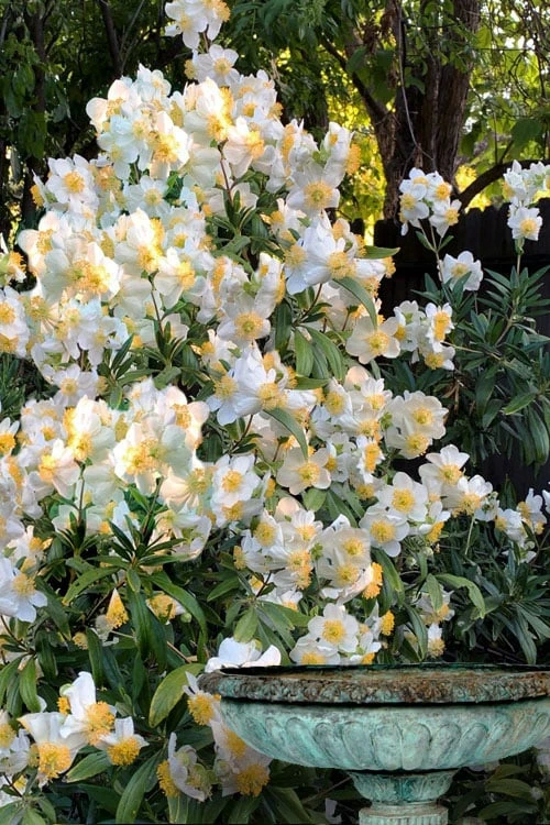 Elizabeth Bush Anemone (Carpentaria Californica) - 5 Gallon Pot 3 Elizabeth Bush Anemone (Carpentaria Californica) - 5 Gallon Pot