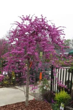 Wilson Bros Gardens 29 Traveller Weeping Redbud Tree - 7 Gallon Pot
