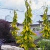 Filip's Golden Tears Lawson Cypress - 1 Gallon Pot 2 Filip's Golden Tears Lawson Cypress - 1 Gallon Pot -Wilson Bros Gardens chamaecyparis lawsoniana filips golden tears lawson cypress 6