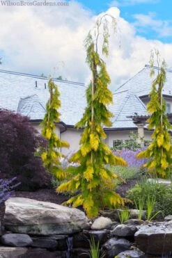 Wilson Bros Gardens 15 Filip's Golden Tears Lawson Cypress - 1 Gallon Pot
