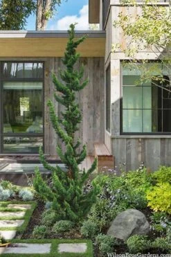 Wilson Bros Gardens 13 Wissel's Saguaro Lawson Cypress - 5 Gallon Pot