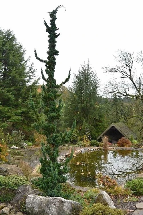 Wissel's Saguaro Lawson Cypress - 5 Gallon Pot 6 Wissel's Saguaro Lawson Cypress - 5 Gallon Pot - Image 4