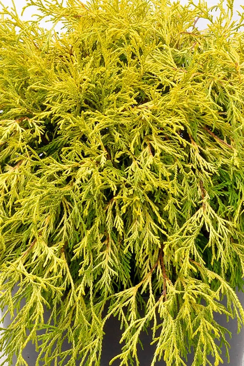 Gold Mop Threadleaf Cypress Tree (Standard Topiary) - 5 Gallon Pot 6 Gold Mop Threadleaf Cypress Tree (Standard Topiary) - 5 Gallon Pot - Image 4