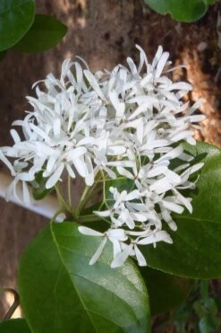 Tokyo Tower Chinese Fringe Tree (Chionanthus Retusus) - 7 Gallon Pot (5-6') -Wilson Bros Gardens chionanthus retusus tokyo tower chinese fringe tree 4 2