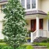 Tokyo Tower Chinese Fringe Tree (Chionanthus Retusus) - 7 Gallon Pot (6-7') 2 Tokyo Tower Chinese Fringe Tree (Chionanthus Retusus) - 7 Gallon Pot (6-7') -Wilson Bros Gardens chionanthus retusus tokyo tower chinese fringe tree 7
