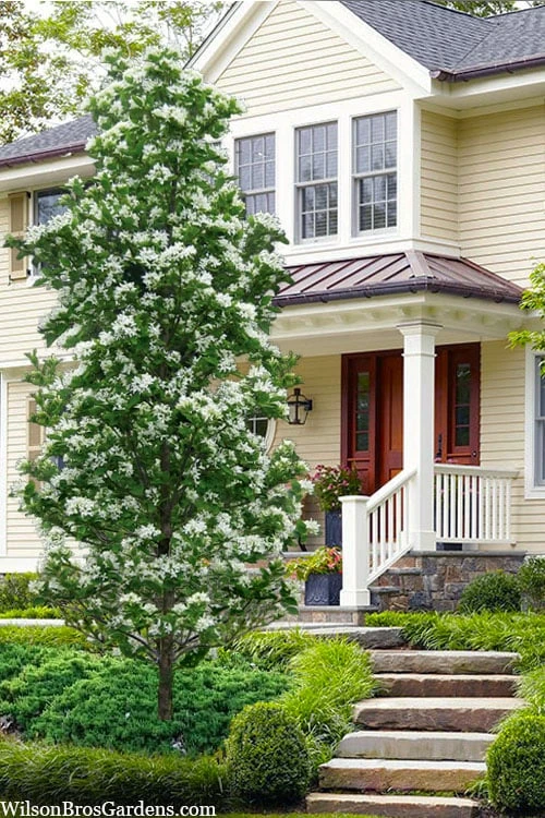 Tokyo Tower Chinese Fringe Tree (Chionanthus Retusus) - 7 Gallon Pot (6-7') 3 Tokyo Tower Chinese Fringe Tree (Chionanthus Retusus) - 7 Gallon Pot (6-7')