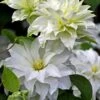 Arctic Queen Clematis - 1 Gallon Pot -Wilson Bros Gardens clematis arctic queen 10