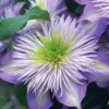 Crystal Fountain Clematis - 1 Gallon Pot -Wilson Bros Gardens clematis crystal fountain 1