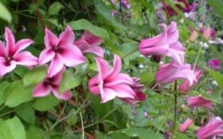 Duchess Of Albany Clematis - 1 Gallon Pot -Wilson Bros Gardens clematis duchess of albany 5
