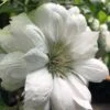 Duchess Of Edinburgh Clematis - 2 Gallon Pot -Wilson Bros Gardens clematis duchess of edinburgh 5