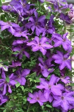 Elsa Spath Clematis - 1 Gallon Pot -Wilson Bros Gardens clematis elsa spath 9
