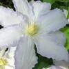 Gillian Blades Clematis - 1 Gallon Pot -Wilson Bros Gardens clematis gillian blades 7