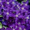 Jackmanii Superba Clematis - 1 Gallon Pot 2 Jackmanii Superba Clematis - 1 Gallon Pot -Wilson Bros Gardens clematis jackmanii superba 1