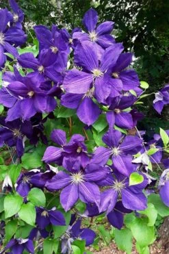 Jackmanii Superba Clematis - 1 Gallon Pot 11 Jackmanii Superba Clematis - 1 Gallon Pot -Wilson Bros Gardens clematis jackmanii superba 3