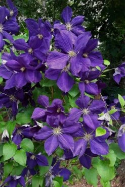 Jackmanii Superba Clematis - 1 Gallon Pot 12 Jackmanii Superba Clematis - 1 Gallon Pot -Wilson Bros Gardens clematis jackmanii superba 4