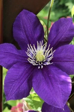 Jackmanii Superba Clematis - 1 Gallon Pot 13 Jackmanii Superba Clematis - 1 Gallon Pot -Wilson Bros Gardens clematis jackmanii superba 5