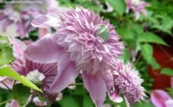 Josephine Clematis - 1 Gallon Pot 11 Josephine Clematis - 1 Gallon Pot -Wilson Bros Gardens clematis josephine 15