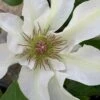 Kitty Clematis - 1 Gallon Pot 1 Kitty Clematis - 1 Gallon Pot -Wilson Bros Gardens clematis kitty 14