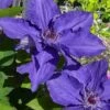 Lindsay Clematis - 1 Gallon Pot -Wilson Bros Gardens clematis lindsay 4