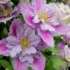 Piilu Clematis (Little Duckling) - 1 Gallon Pot 1 Piilu Clematis (Little Duckling) - 1 Gallon Pot -Wilson Bros Gardens clematis piilu 4
