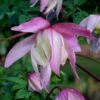 Pink Flamingo Clematis - 1 Gallon Pot -Wilson Bros Gardens clematis pink flamingo 8