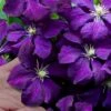 Polish Spirit Clematis - 1 Gallon Pot 2 Polish Spirit Clematis - 1 Gallon Pot -Wilson Bros Gardens clematis polish spirit 9