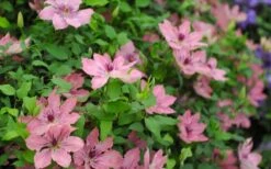 Sarah Elizabeth Clematis - 1 Gallon Pot -Wilson Bros Gardens clematis sarah elizabeth 5