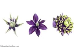 Taiga Clematis - 2 Gallon Pot -Wilson Bros Gardens clematis taiga 24 1