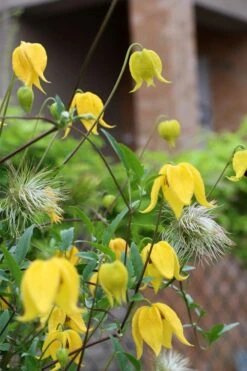 Tangutica Yellow Clematis - 1 Gallon Pot -Wilson Bros Gardens clematis tangutica 1