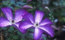 Venosa Violacea Clematis - 1 Gallon Pot 20 Venosa Violacea Clematis - 1 Gallon Pot -Wilson Bros Gardens clematis venosa violacea 1