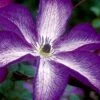 Venosa Violacea Clematis - 1 Gallon Pot -Wilson Bros Gardens clematis venosa violacea 8