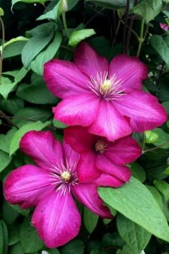 Ville De Lyon Clematis - 1 Gallon Pot -Wilson Bros Gardens clematis ville de lyon 13