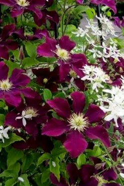 Warsaw Nike Clematis - 1 Gallon Pot -Wilson Bros Gardens clematis warsaw nike 11