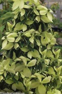 Wilson Bros Gardens 19 Lucky Leprechaun Dogwood Tree (Cornus Elliptica) - 1 Gallon Pot