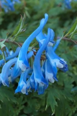 Hillier Porcelain Blue Corydalis - 1 Gallon Pot 11 Hillier Porcelain Blue Corydalis - 1 Gallon Pot -Wilson Bros Gardens corydalis flexuosa porcelian blue 3