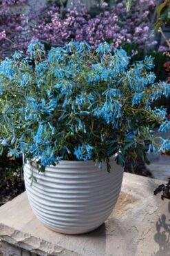 Hillier Porcelain Blue Corydalis - 1 Gallon Pot 10 Hillier Porcelain Blue Corydalis - 1 Gallon Pot -Wilson Bros Gardens corydalis flexuosa porcelian blue 5