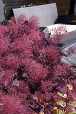 Dusky Maiden Smoke Tree (Single Trunk Topiary) - 7 Gallon Pot (4-5') 10 Dusky Maiden Smoke Tree (Single Trunk Topiary) - 7 Gallon Pot (4-5') -Wilson Bros Gardens cotinus dusky maiden smoke bush 4