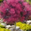 Dusky Maiden Smoke Tree (Single Trunk Topiary) - 7 Gallon Pot (3-4') -Wilson Bros Gardens cotinus dusky maiden smoke tree single trunk topiary 1 1
