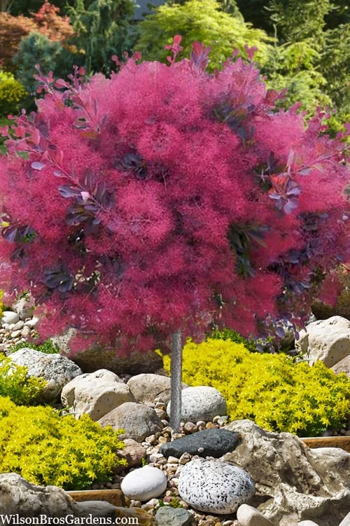 Dusky Maiden Smoke Tree (Single Trunk Topiary) - 7 Gallon Pot (3-4') 3 Dusky Maiden Smoke Tree (Single Trunk Topiary) - 7 Gallon Pot (3-4')