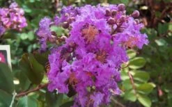 Early Bird Purple Crape Myrtle - 2 Gallon Pot -Wilson Bros Gardens crapemyrtleearlybirdpurple