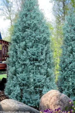 Blue Ice Arizona Cypress - 7 Gallon Pot (5-6') -Wilson Bros Gardens cupressus arizonica blue ice cypress 103