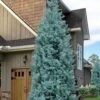 Blue Ice Arizona Cypress - 7 Gallon Pot (5-6') 2 Blue Ice Arizona Cypress - 7 Gallon Pot (5-6') -Wilson Bros Gardens cupressus arizonica blue ice cypress 104