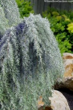 Raywood Weeping Arizona Cypress - 6 Gallon Pot -Wilson Bros Gardens cupressus arizonica raymonds weeping arizona cypress 3