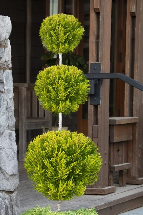 Goldcrest Monterey Lemon Cypress - 3-Ball Poodle Tier Topiary - 2 Gallon Pot 3 Goldcrest Monterey Lemon Cypress - 3-Ball Poodle Tier Topiary - 2 Gallon Pot