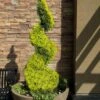 Goldcrest Monterey Lemon Cypress Spiral Topiary - 2 Gallon Pot -Wilson Bros Gardens cypress goldcrest monterey spiral topiary 11
