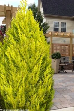 Wilson Bros Gardens 23 Goldcrest Monterey Lemon Cypress - 5 Gallon Pot