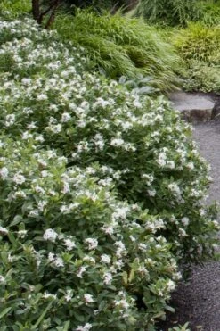 Jim's Pride White Summer Daphne - Daphne X Transatlantica - 1 Gallon Pot 12 Jim's Pride White Summer Daphne - Daphne X Transatlantica - 1 Gallon Pot -Wilson Bros Gardens daphne jims pride 1 1
