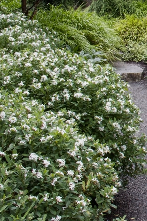 Jim's Pride White Summer Daphne - Daphne X Transatlantica - 2 Gallon Pot 7 Jim's Pride White Summer Daphne - Daphne X Transatlantica - 2 Gallon Pot - Image 5