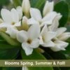 Jim's Pride White Summer Daphne - Daphne X Transatlantica - 1 Gallon Pot 1 Jim's Pride White Summer Daphne - Daphne X Transatlantica - 1 Gallon Pot -Wilson Bros Gardens daphne jims pride 15 1